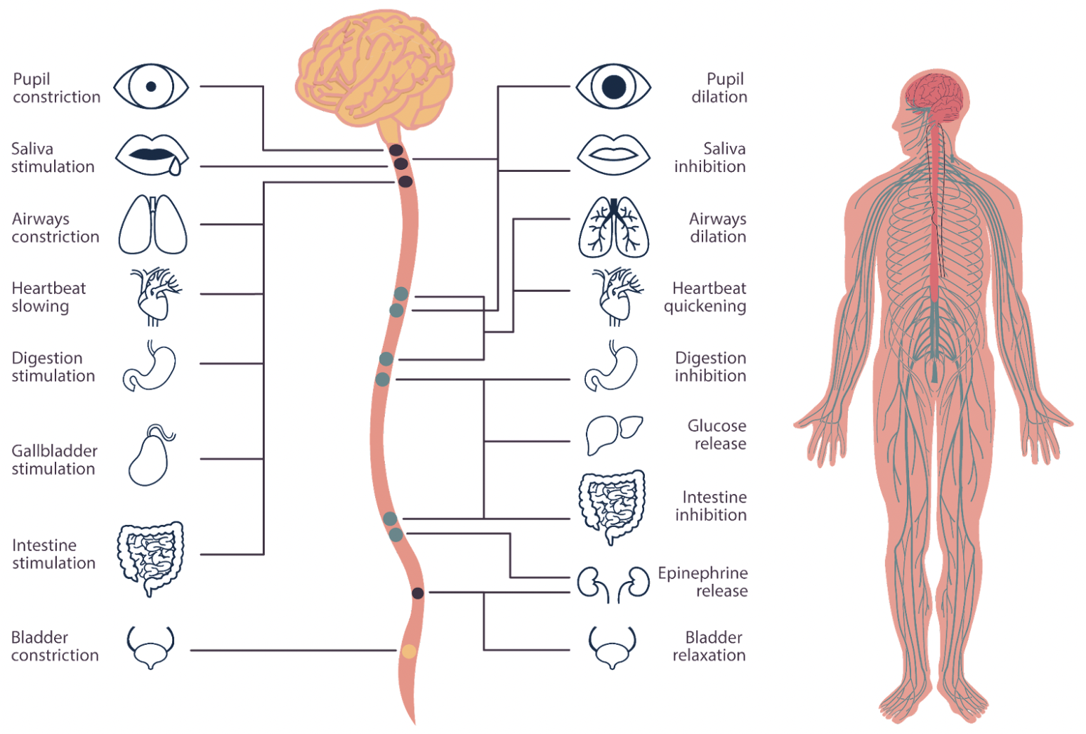 Image of nervous system with different organs drawn out on the left 
